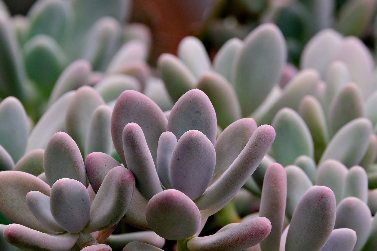 How to Plant and Grow a Succulent Garden